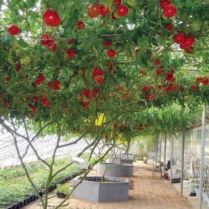 Octopus - a real tomato tree with a gigantic harvest