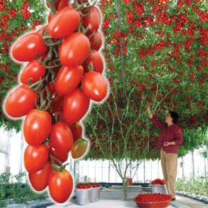 Octopus - a real tomato tree with a gigantic harvest