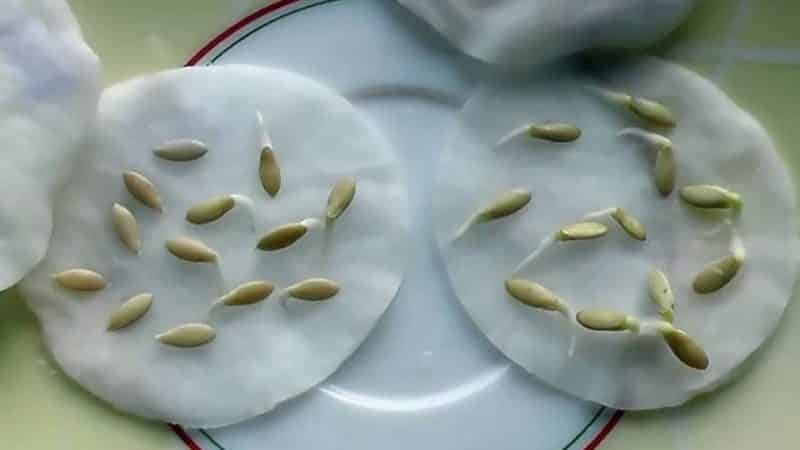 How to properly prepare cucumber seeds for sowing in a greenhouse and open ground
