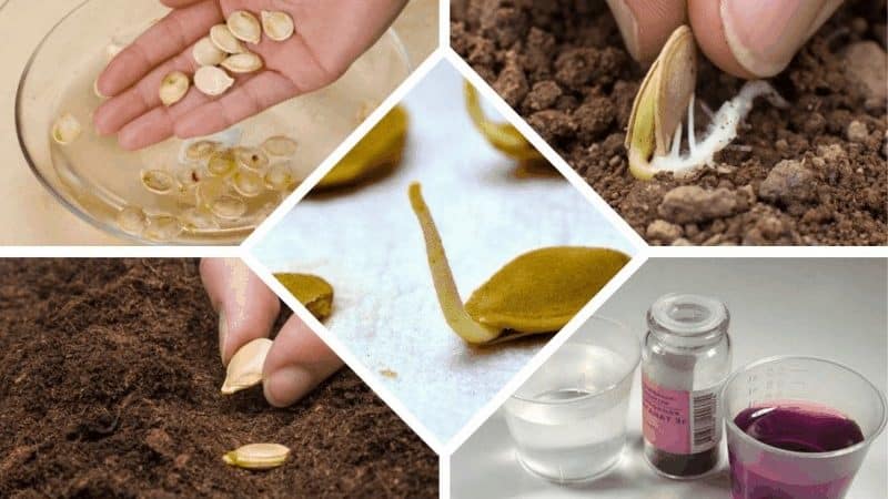 How to properly prepare cucumber seeds for sowing in a greenhouse and open ground