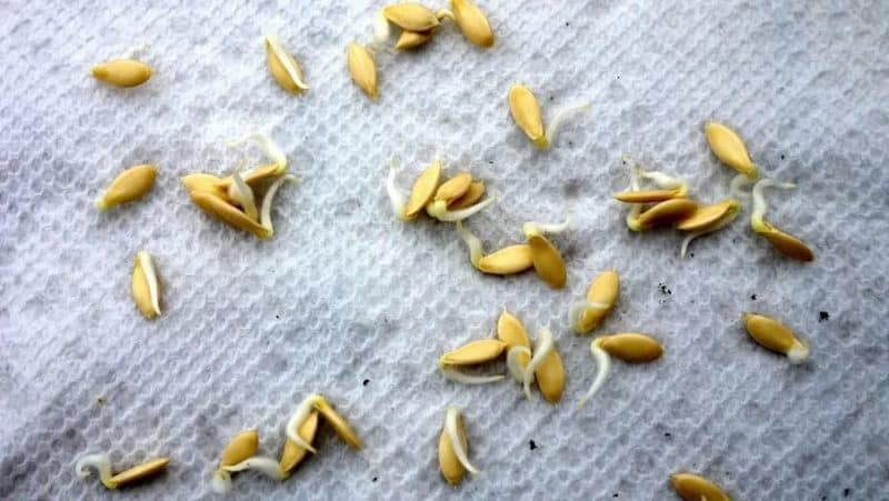 How to properly prepare cucumber seeds for sowing in a greenhouse and open ground