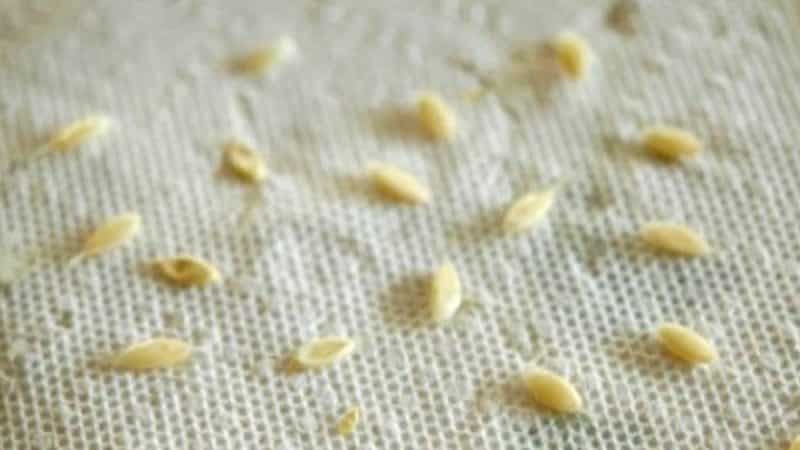 How to properly prepare cucumber seeds for sowing in a greenhouse and open ground