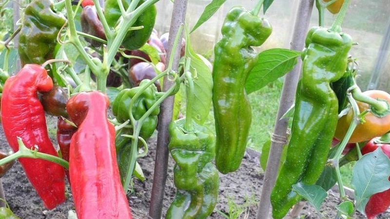 Record holder for vitamin content - Ramiro sweet pepper with an exotic appearance