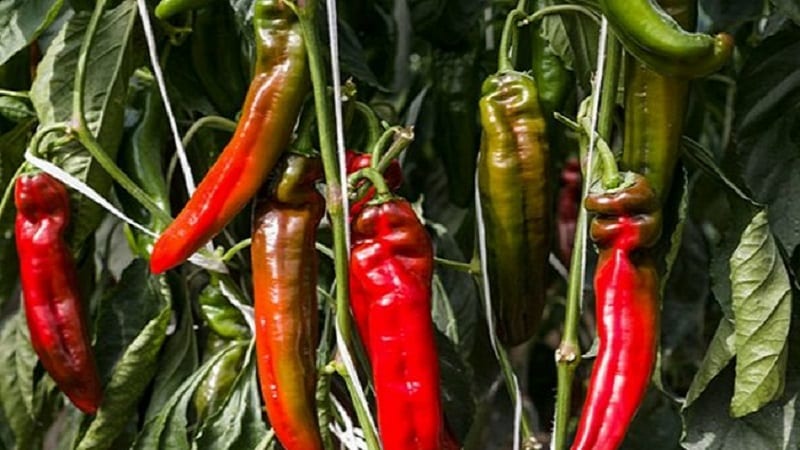 Record holder for vitamin content - Ramiro sweet pepper with an exotic appearance