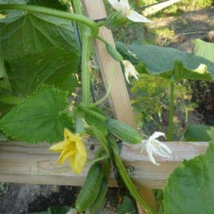The cucumber that has won the hearts of many farmers - F1 perfection for greenhouses and open ground