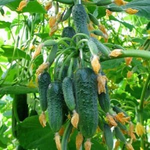The cucumber that has won the hearts of many farmers - F1 perfection for greenhouses and open ground