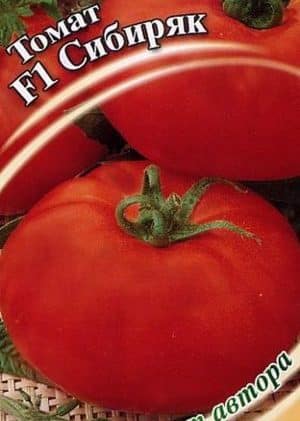 Resistant and easy to care for, the Sibiryak tomato is ideal for growing in regions with harsh climates
