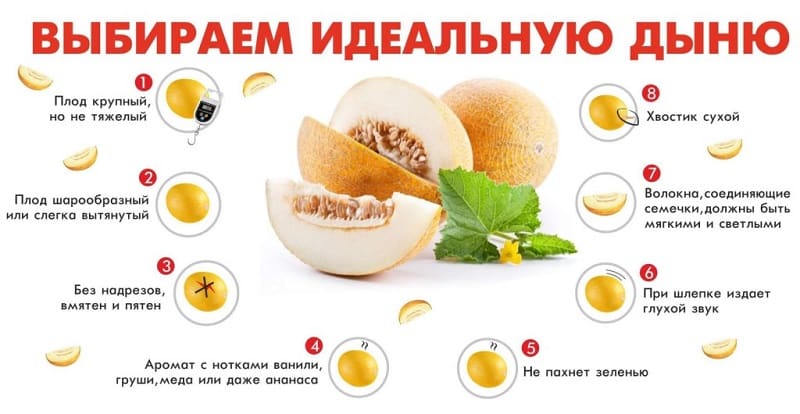 How much melon can you eat per day: consumption rates, beneficial properties and calorie content