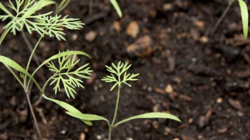 How long does it take for dill to sprout in open ground and how to speed up the process