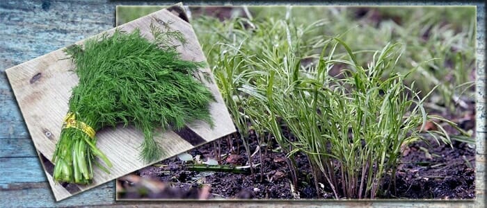 How long does it take for dill to sprout in open ground and how to speed up the process