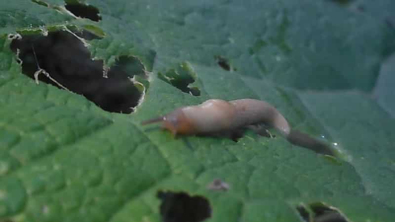 Fast and effective pest control - slugs on peppers: how to detect and get rid of the problem