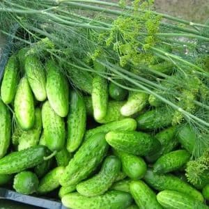 Nezhinsky pickling cucumbers, loved by gardeners for their ease of cultivation, excellent taste and aroma