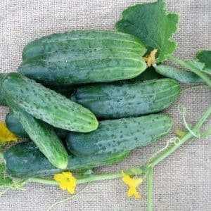 The Phoenix cucumber variety, popular among summer residents, has high yields and excellent taste.