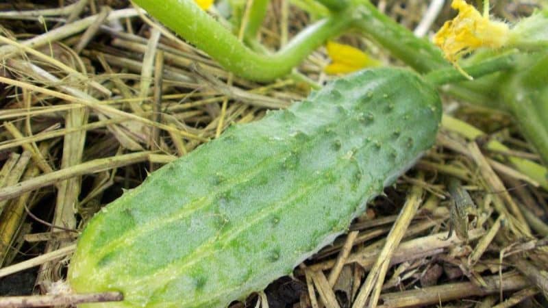 The Phoenix cucumber variety, popular among summer residents, has high yields and excellent taste.