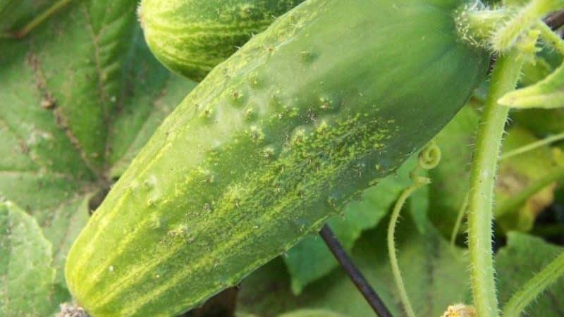 The Phoenix cucumber variety, popular among summer residents, has high yields and excellent taste.