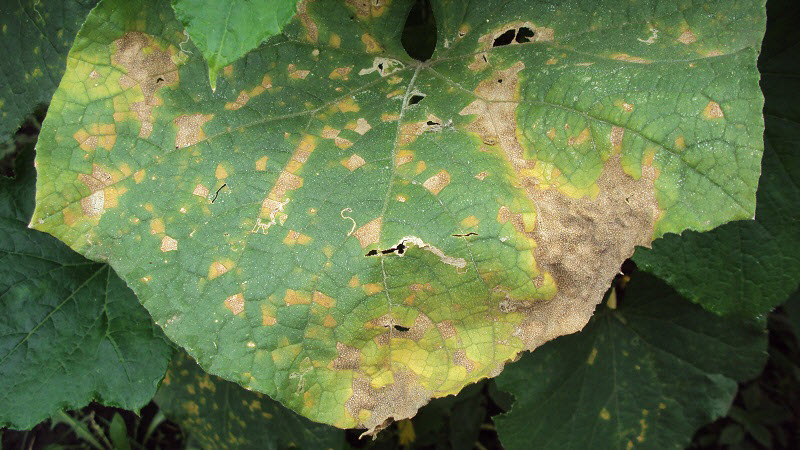 Cucumber variety Zhuravlenok from Crimean breeders for growing in warm climates