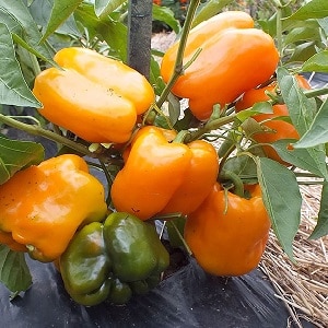 Big Mama pepper variety with juicy, sweet orange-colored fruits: easy to grow on your own plot