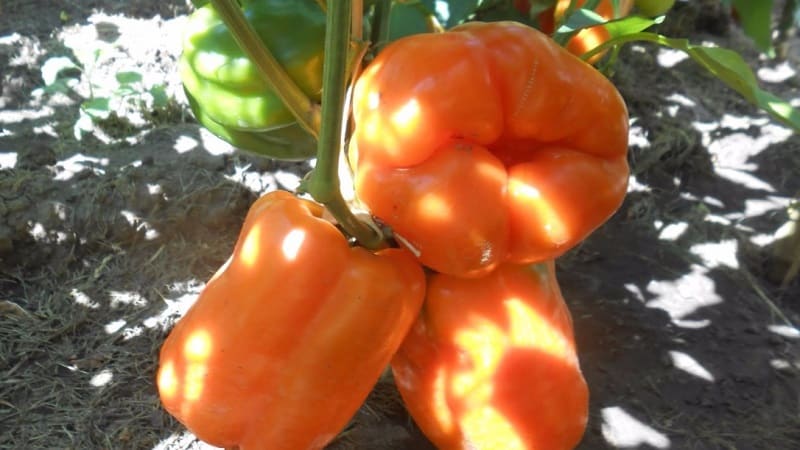 Big Mama pepper variety with juicy, sweet orange-colored fruits: easy to grow on your own plot