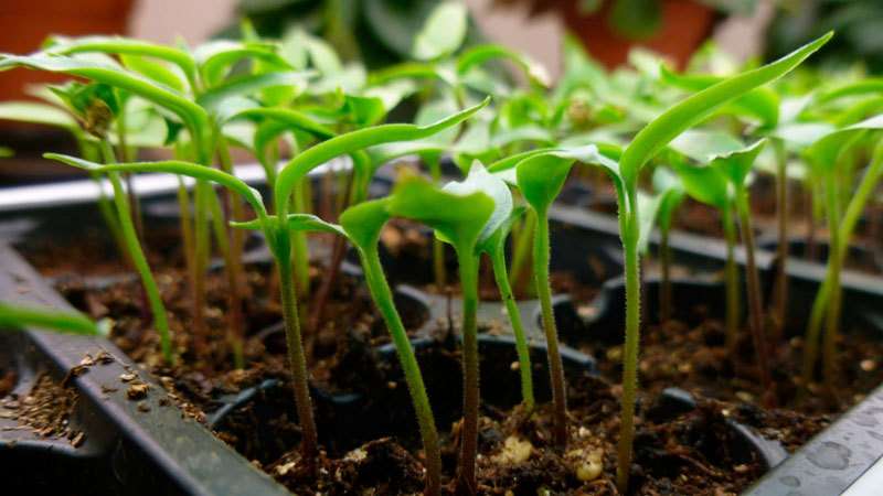 A time-tested variety of Kolobok pepper with an unusual shape and excellent taste.