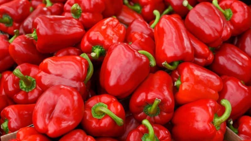 Juicy and fragrant pepper variety Siberian Prince: review, growing instructions, pros and cons