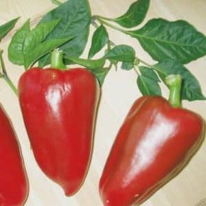 Juicy and fragrant pepper variety Siberian Prince: review, growing instructions, pros and cons