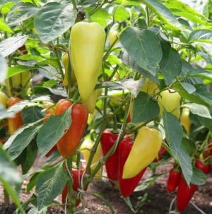 Juicy and fragrant pepper variety Siberian Prince: review, growing instructions, pros and cons