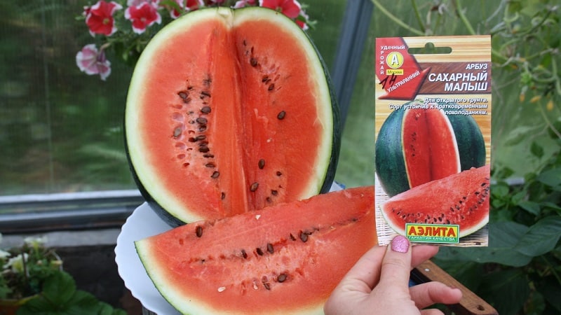 A variety suitable for cultivation even in the northern regions of the country - watermelon Sugar Baby