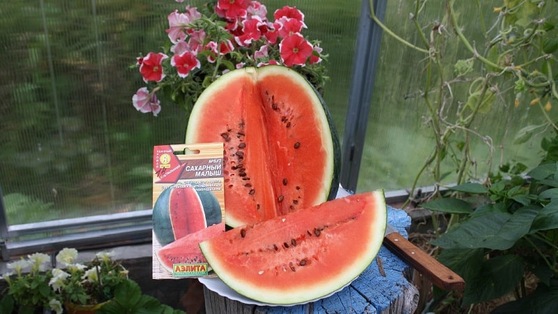A variety suitable for cultivation even in the northern regions of the country - watermelon Sugar Baby