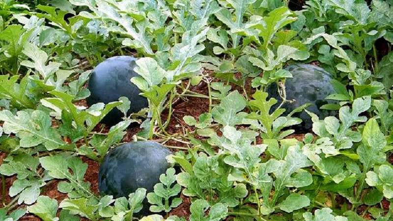 A variety suitable for cultivation even in the northern regions of the country - watermelon Sugar Baby