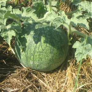 A variety suitable for cultivation even in the northern regions of the country - watermelon Sugar Baby