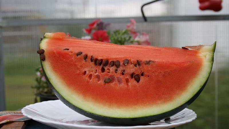 A variety suitable for cultivation even in the northern regions of the country - watermelon Sugar Baby