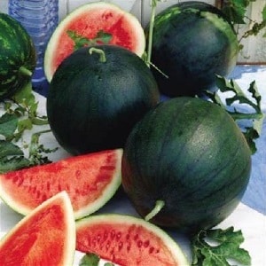 A variety suitable for cultivation even in the northern regions of the country - watermelon Sugar Baby