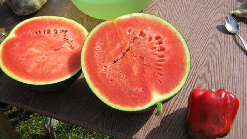 A variety suitable for cultivation even in the northern regions of the country - watermelon Sugar Baby
