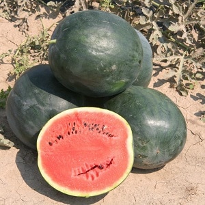 A variety suitable for cultivation even in the northern regions of the country - watermelon Sugar Baby