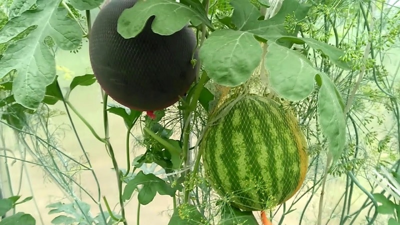 A variety suitable for cultivation even in the northern regions of the country - watermelon Sugar Baby