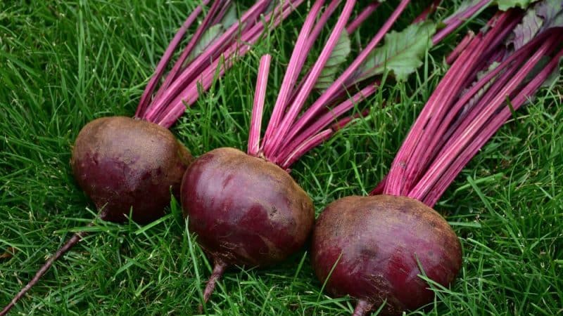 How to properly grow the wonderful Kestrel beet hybrid and how it differs from other species