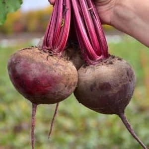 How to properly grow the wonderful Kestrel beet hybrid and how it differs from other species