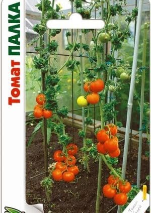 Characteristic features of the Palka variety that every summer resident will like