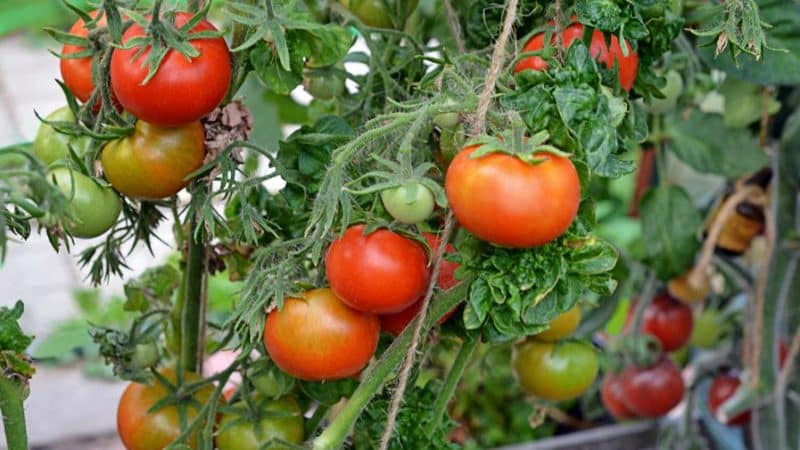 Characteristic features of the Palka variety that every summer resident will like