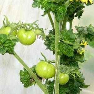Characteristic features of the Palka variety that every summer resident will like