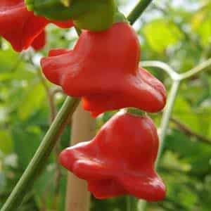 Pepper-tree hybrid Octopus New Year's F1: reviews, cultivation and use of the crop