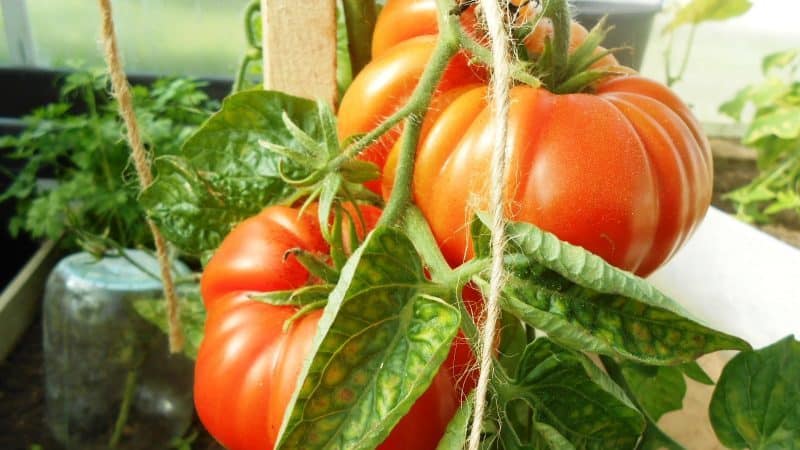 We get a rich harvest even in unfavorable weather conditions by growing the Altai masterpiece tomato