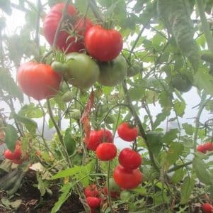 We get a rich harvest even in unfavorable weather conditions by growing the Altai masterpiece tomato