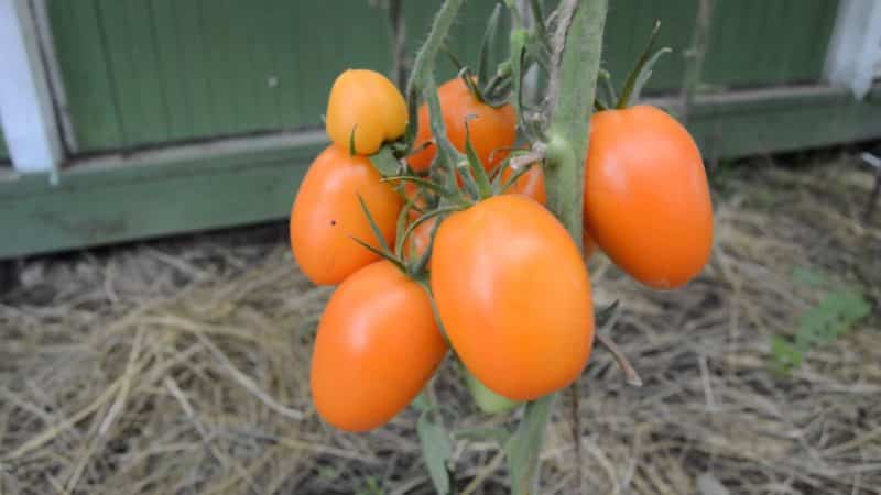 Tall and abundant tomato Chukhloma: grow it yourself and enjoy the fruits