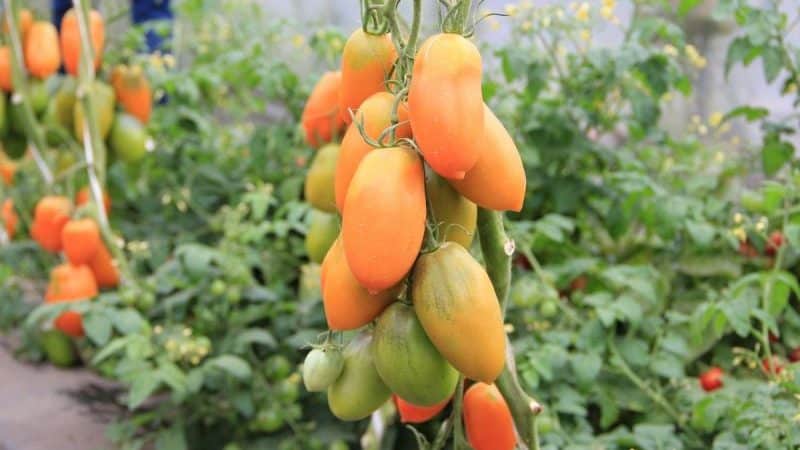 Tall and abundant tomato Chukhloma: grow it yourself and enjoy the fruits