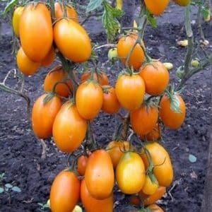 Tall and abundant tomato Chukhloma: grow it yourself and enjoy the fruits