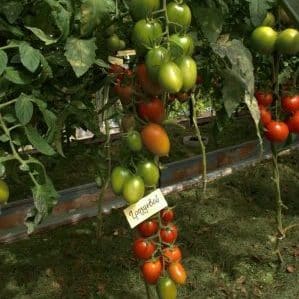 Tomato Grozdeva - excellent yield and memorable taste