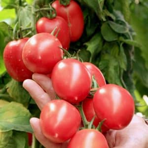 Tomato Grozdeva - excellent yield and memorable taste
