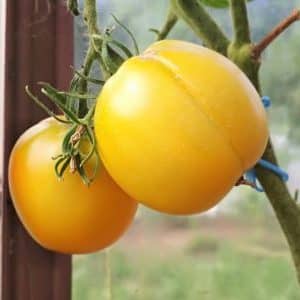Why do summer residents like the Ilya Muromets tomato so much and how to grow it yourself on your own plot