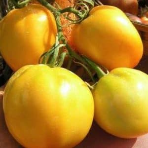 Why do summer residents like the Ilya Muromets tomato so much and how to grow it yourself on your own plot